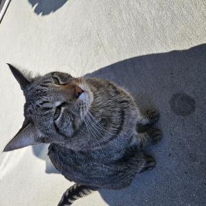 Image of Rygel, Lost Cat