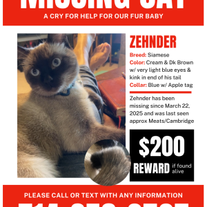 Image of Zehnder, Lost Cat