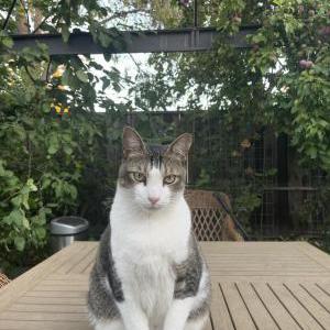 Lost Cat Tiger