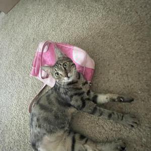 Lost Cat Chico