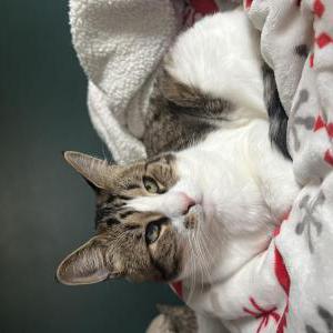 Lost Cat Tully