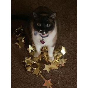Image of Mexico, Lost Cat