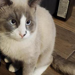 Image of Dallas, Lost Cat