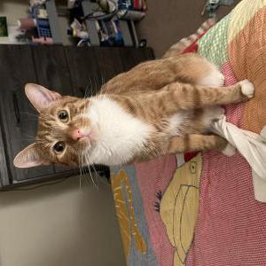 Lost Cat Muffin Pants