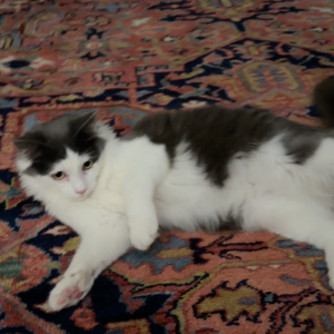 Lost Cat Tac