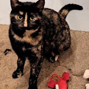 Lost Cat Hobbee