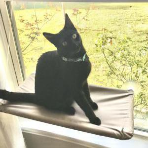 Lost Cat Milo