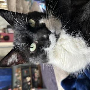 Lost Cat Bubs