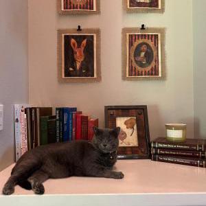 Image of Bobby, Lost Cat