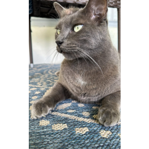 Lost Cat Blue