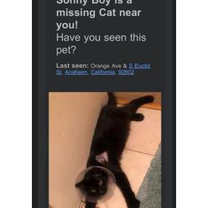 Image of Sonny, Lost Cat