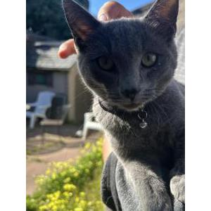 Found Cat Unknown