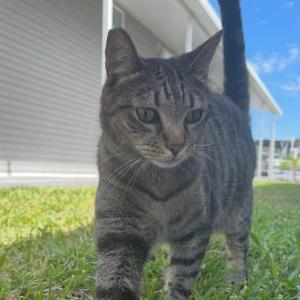 Image of Riggs, Lost Cat