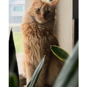 Image of Ollie, Lost Cat