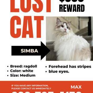 Lost Cat simba