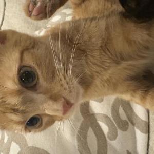 Image of Aurora, Lost Cat