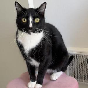 Lost Cat Luci