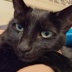 Lost Cat Mystic