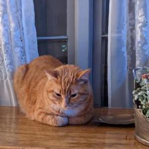 Lost Cat Sunny