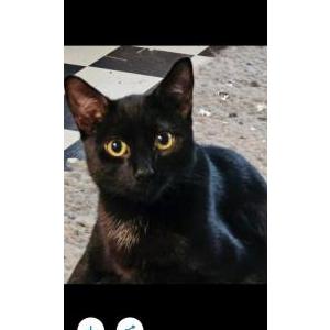 Image of PUDDIN, Lost Cat
