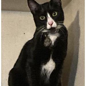 Image of Misty, Lost Cat