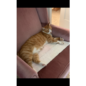 Lost Cat Indie