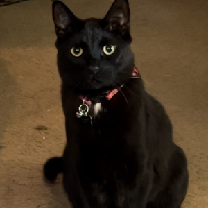 Lost Cat Tux