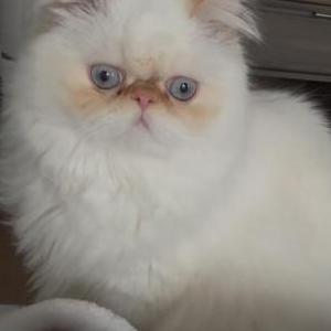 Image of Bento, Lost Cat