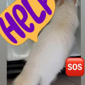 2nd Image of Bento, Lost Cat