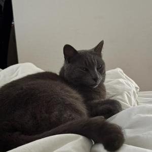 Found Cat Unknown