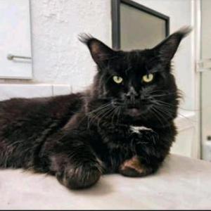 Lost Cat Pepper
