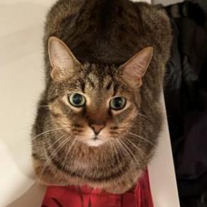 Image of Max, Lost Cat