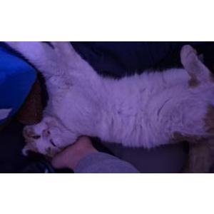 Image of Junior, Lost Cat