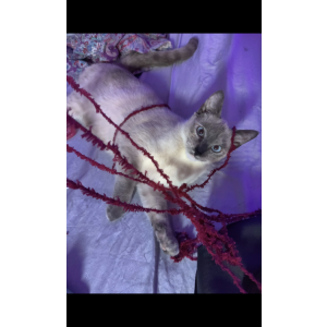 Image of Skadi, Lost Cat