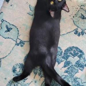 Lost Cat Arnold