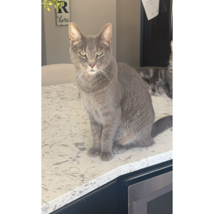 Lost Cat Linky