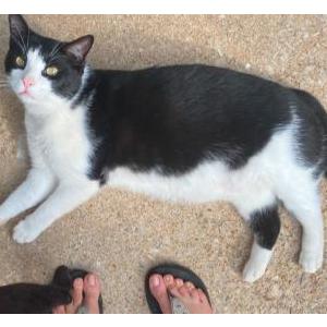 Image of Brambles, Lost Cat