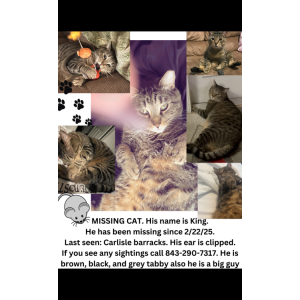 Lost Cat King