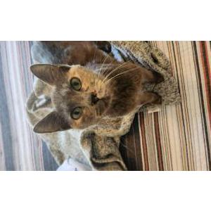 Found Cat unknown