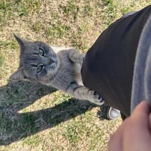 Lost Cat Unknown