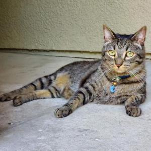 Lost Cat Rory