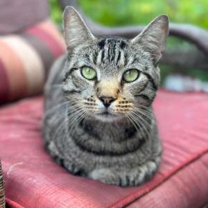 Lost Cat Ghost