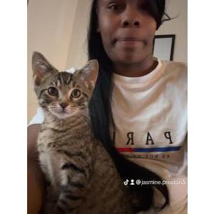 Lost Cat Eclipse/ rename Tiger