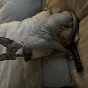 Image of Maverick, Lost Cat
