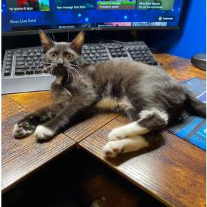Image of Gigi, Lost Cat