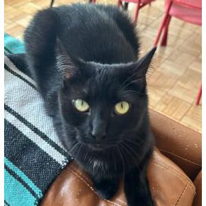Image of Zelda, Lost Cat