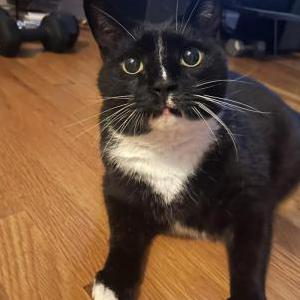 Lost Cat Snuggles