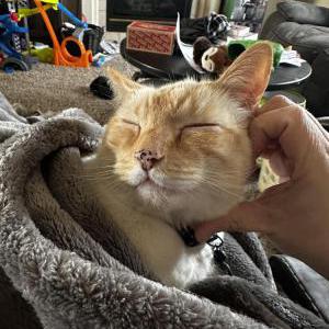 Lost Cat Bubba