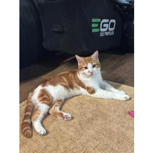 Image of Sweet Cream, Lost Cat