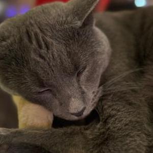 Lost Cat Mcdonald